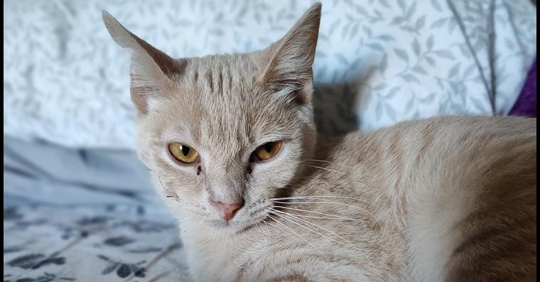 Enlarge Jake from State Farm, a Adoptable Domestic Short Hair in Lewisburg, TN image 2/6