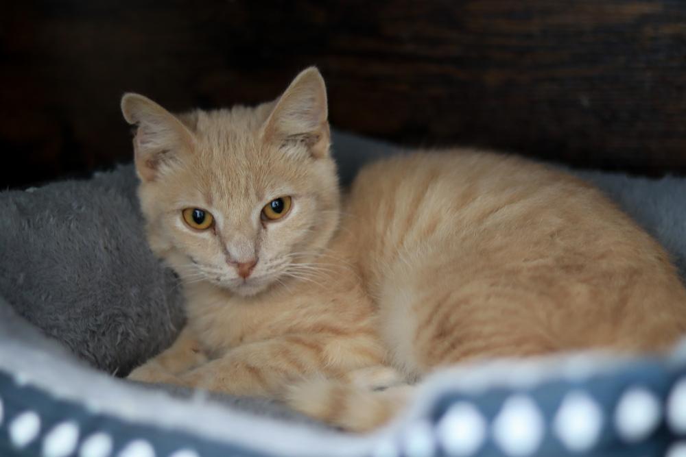 Enlarge Jake from State Farm, a Adoptable Domestic Short Hair in Lewisburg, TN image 3/6