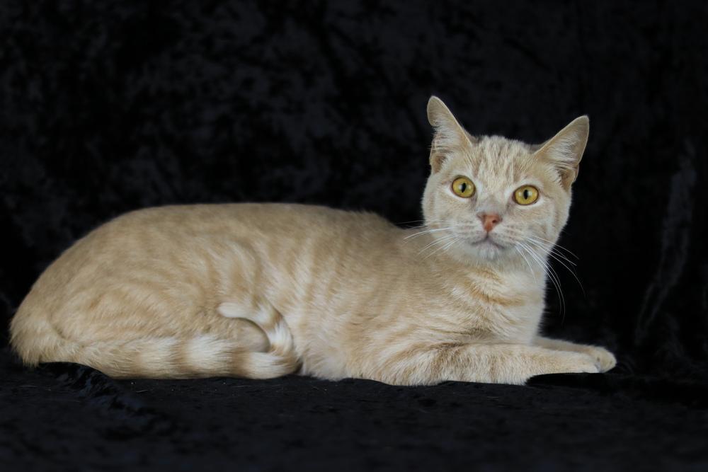 Enlarge Jake from State Farm, a Adoptable Domestic Short Hair in Lewisburg, TN image 4/6