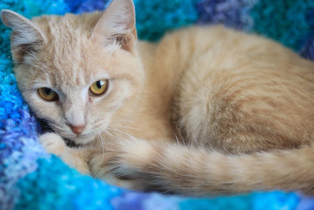 Enlarge Jake from State Farm, a Adoptable Domestic Short Hair in Lewisburg, TN image 5/6