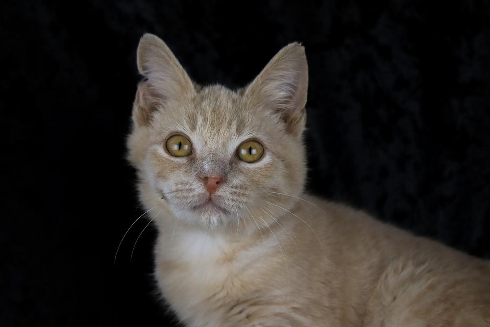 Enlarge Jake from State Farm, a Adoptable Domestic Short Hair in Lewisburg, TN image 6/6