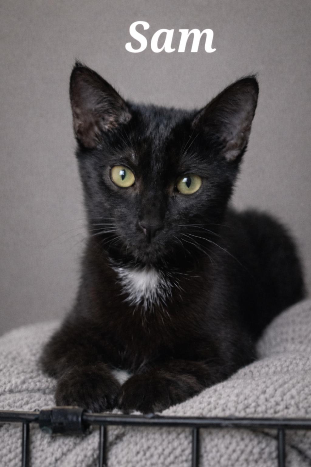 Enlarge Sam, a ADOPTABLE Domestic Short Hair in Monroeville, PA image 1/1