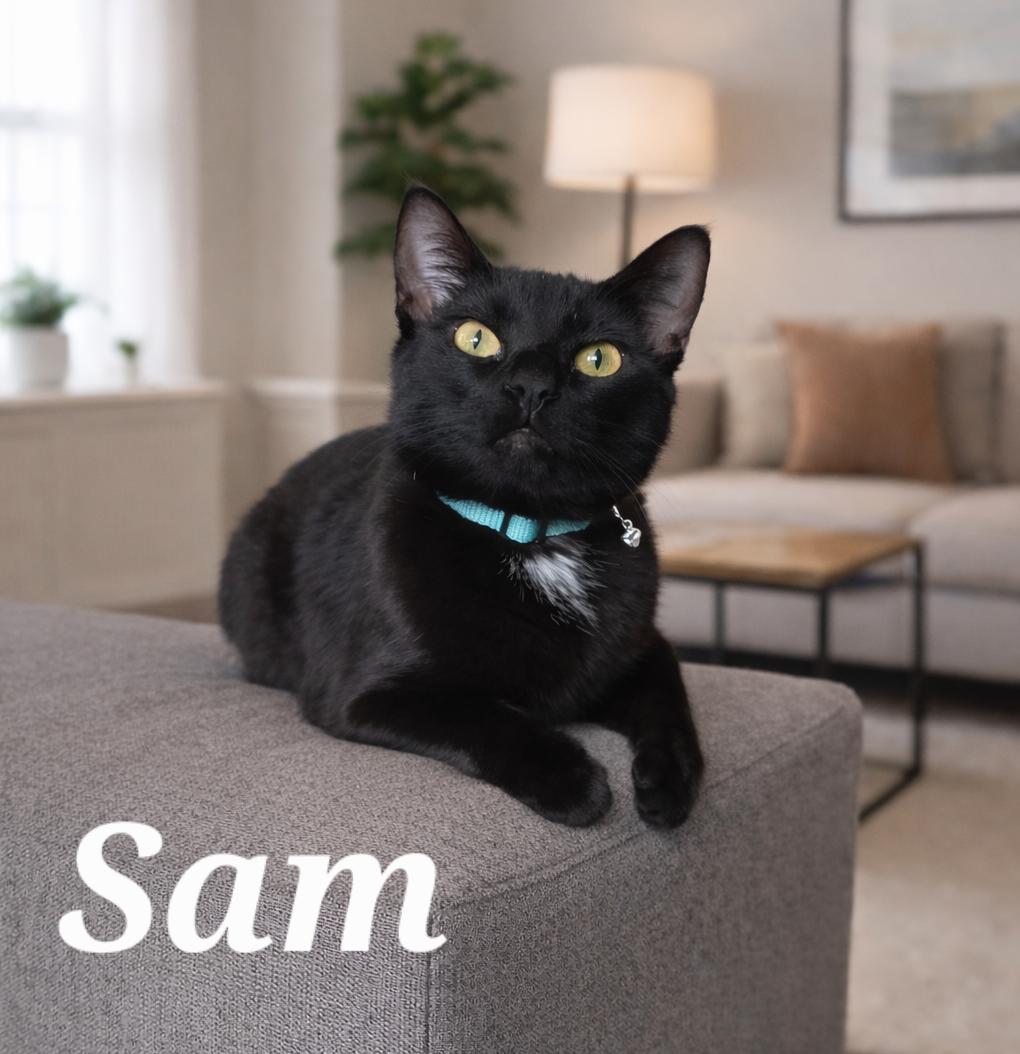 Sam, a ADOPTABLE Domestic Short Hair in Monroeville, PA image 1/2