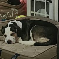 Enlarge Maise, a Adoptable mixed breed in Albany, NY image 2/2