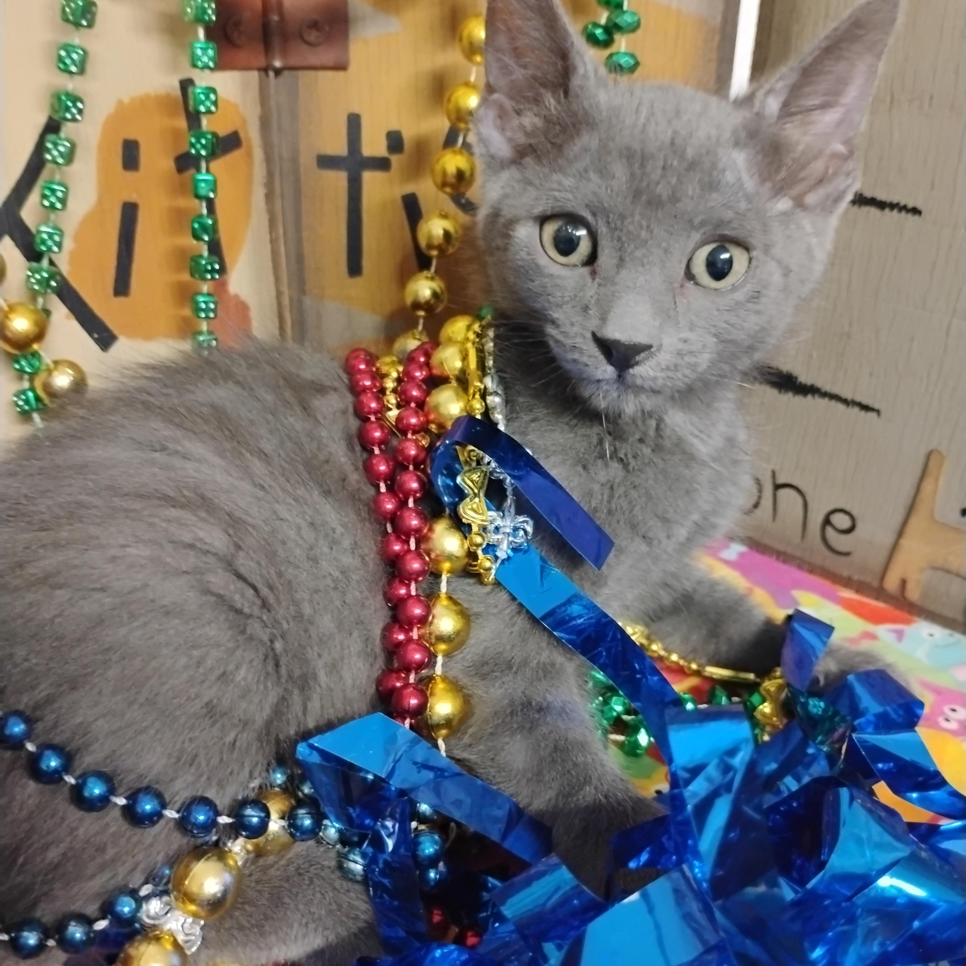 Enlarge holly go lightly 2lb f 2ndvacc, a ADOPTABLE Domestic Short Hair in Phoenix, AZ image 1/1