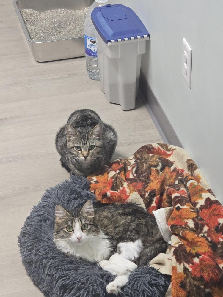 Noel, Adopted, Young Female Maine Coon.