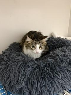 Enlarge Noel, a Adoptable Maine Coon in Innsbrook, MO image 1/1