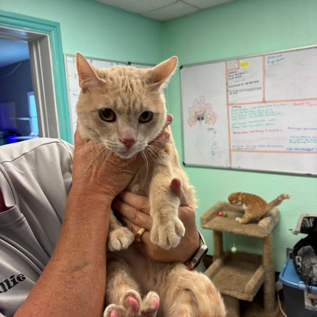 Big Cream, Adoptable, Adult Male Domestic Short Hair.