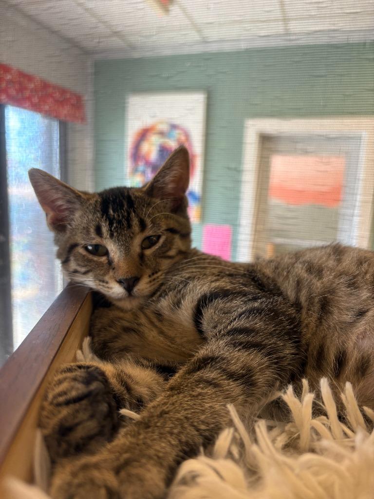 Carlton, Adoptable, Young Male Domestic Short Hair.