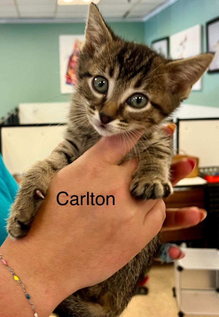 Carlton, a Adoptable mixed breed in Heber City, UT image 2/3