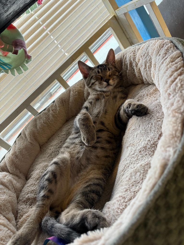 Enlarge Carlton, a Adopted mixed breed in Heber City, UT image 2/3