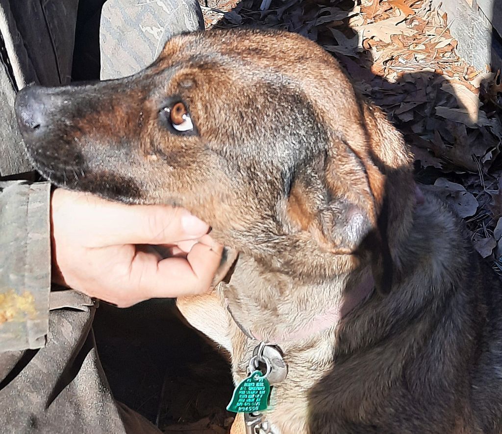 Gypsy, a Adoptable German Shepherd Dog in Melbourne, AR image 1/3