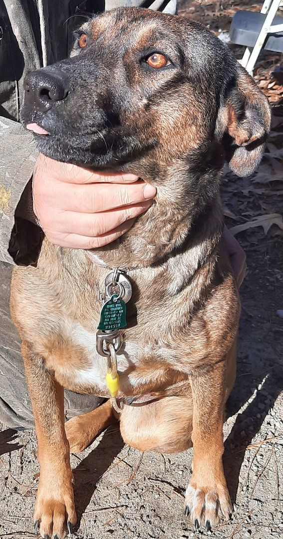 Gypsy, a Adoptable German Shepherd Dog in Melbourne, AR image 2/3