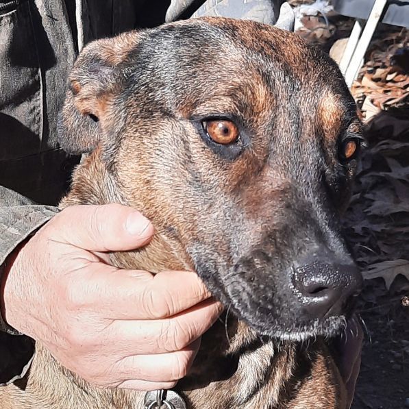 Gypsy, a Adoptable German Shepherd Dog in Melbourne, AR image 3/3