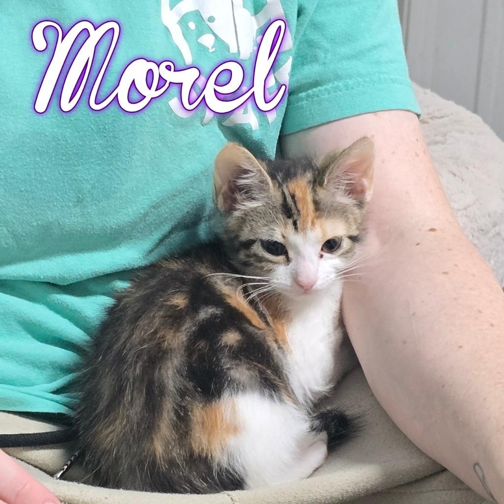Enlarge Morel, a Adoptable Domestic Short Hair in Hillsboro, OH image 1/3