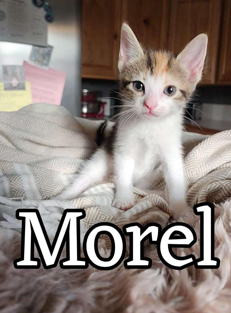 Enlarge Morel, a Adoptable Domestic Short Hair in Hillsboro, OH image 2/3
