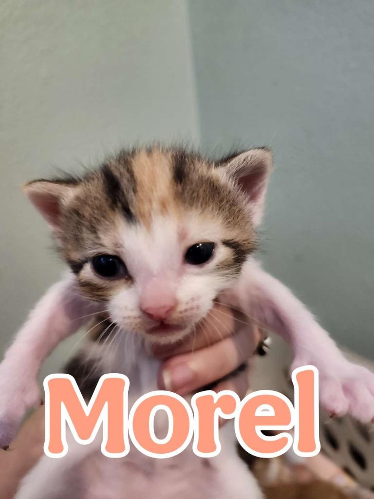 Enlarge Morel, a Adoptable Domestic Short Hair in Hillsboro, OH image 3/3