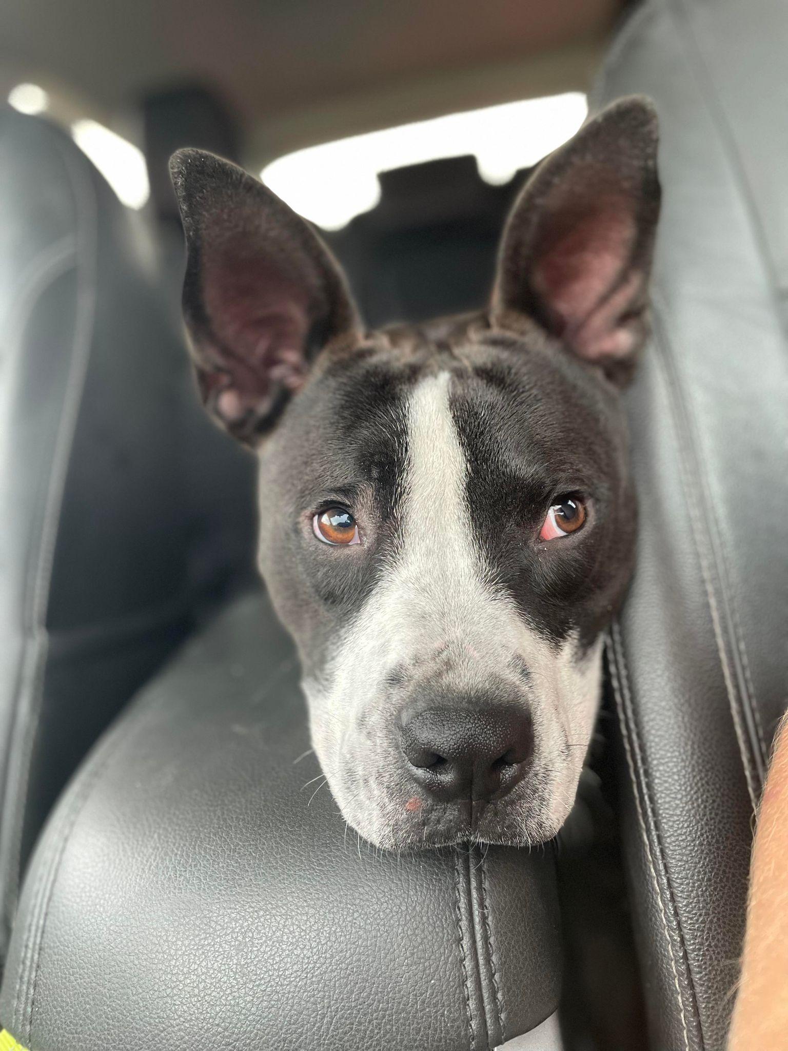 Enlarge Willie, a Adopted mixed breed in Arlee, MT image 1/2