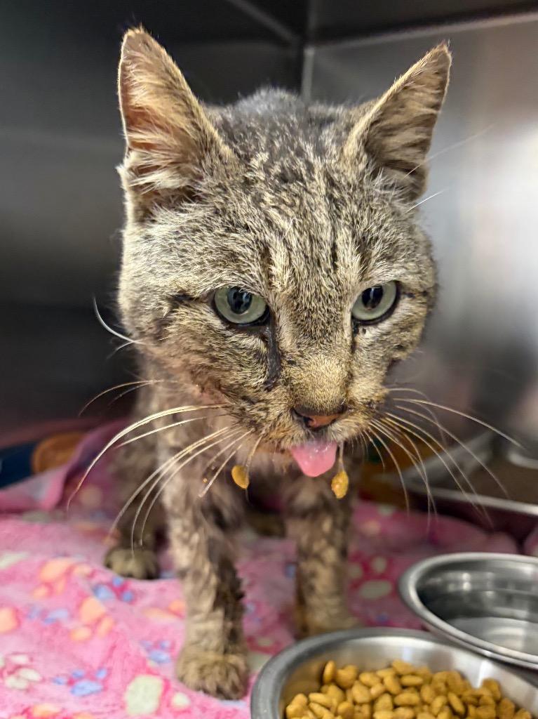 Sicko Mode, Adoptable, Young Male Domestic Short Hair.