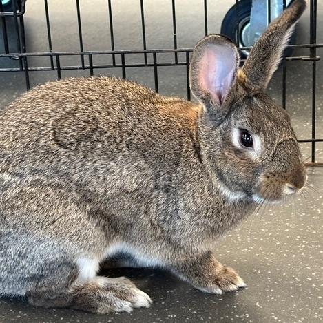 Enlarge Joey, a Adoptable American in Pittsburgh, PA image 1/6