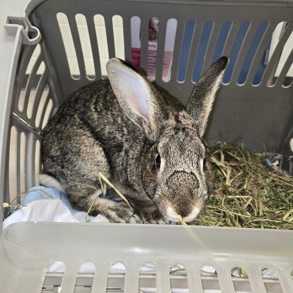 Enlarge Joey, a Adoptable American in Pittsburgh, PA image 2/6