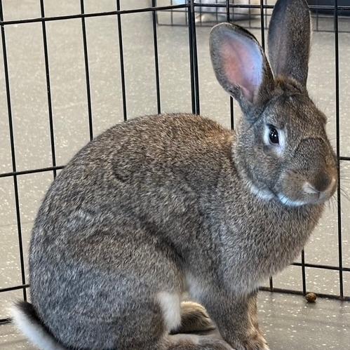 Enlarge Joey, a Adoptable American in Pittsburgh, PA image 3/6