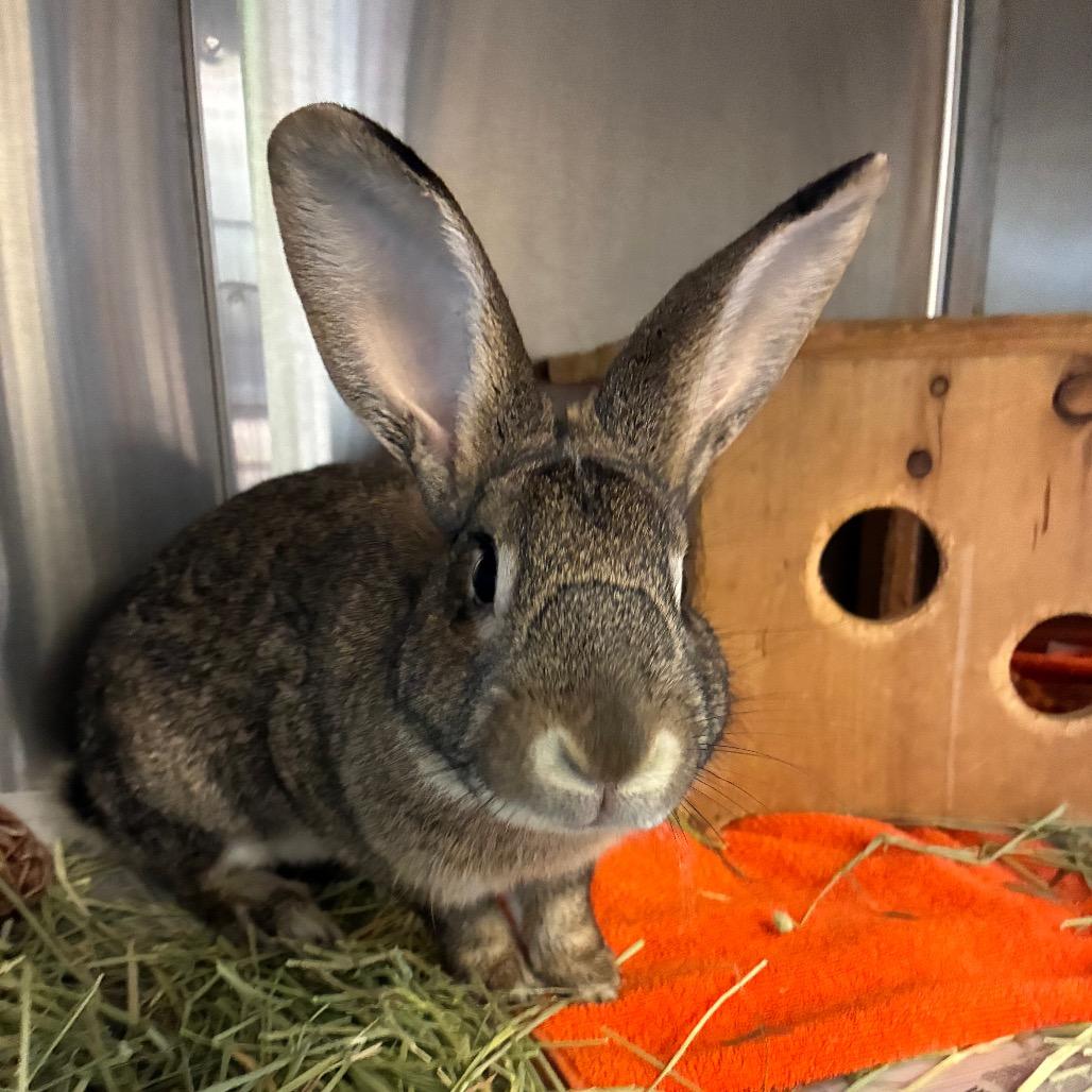 Enlarge Joey, a Adoptable American in Pittsburgh, PA image 4/6