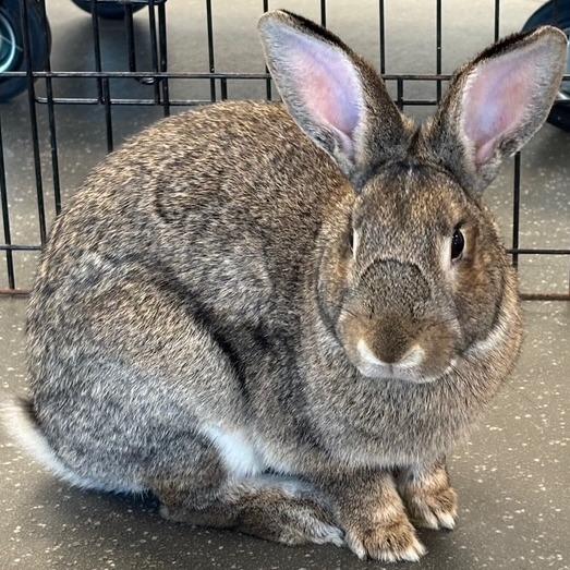 Enlarge Joey, a Adoptable American in Pittsburgh, PA image 5/6