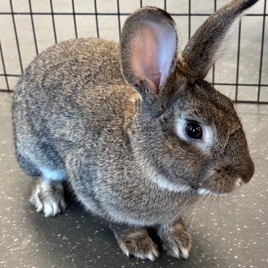 Enlarge Joey, a Adoptable American in Pittsburgh, PA image 6/6