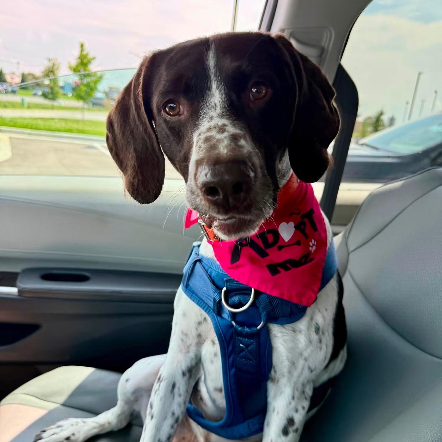 Cole, ADOPTABLE, Adult Male German Shorthaired Pointer.