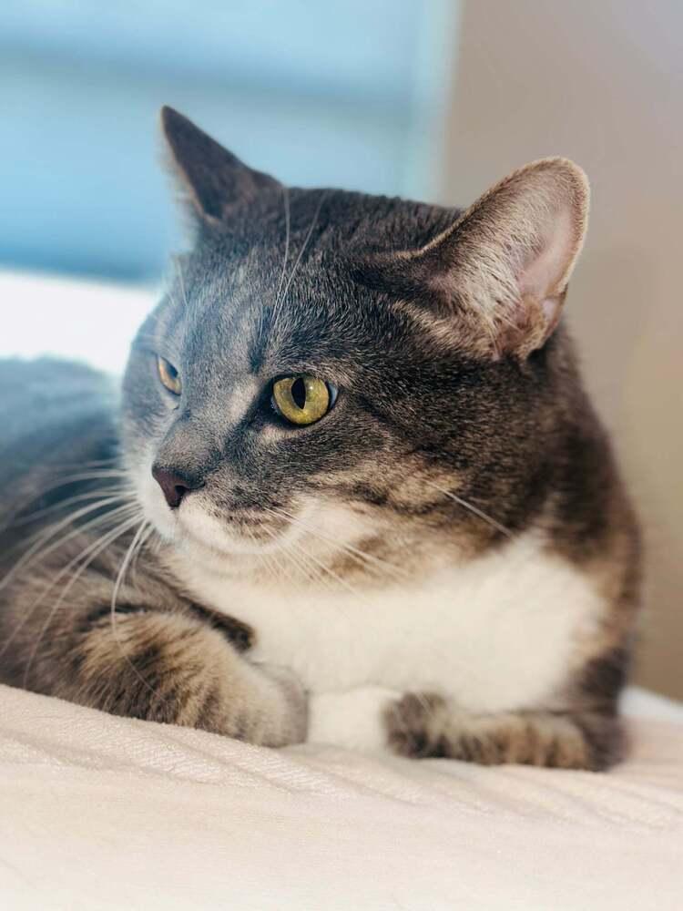 SUMMER, an adoptable Domestic Short Hair in Boise, ID, 83704 | Photo Image 3