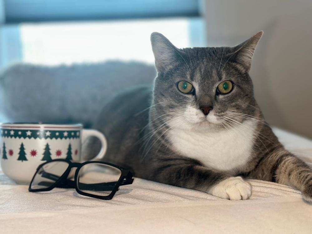 SUMMER, an adoptable Domestic Short Hair in Boise, ID, 83704 | Photo Image 1