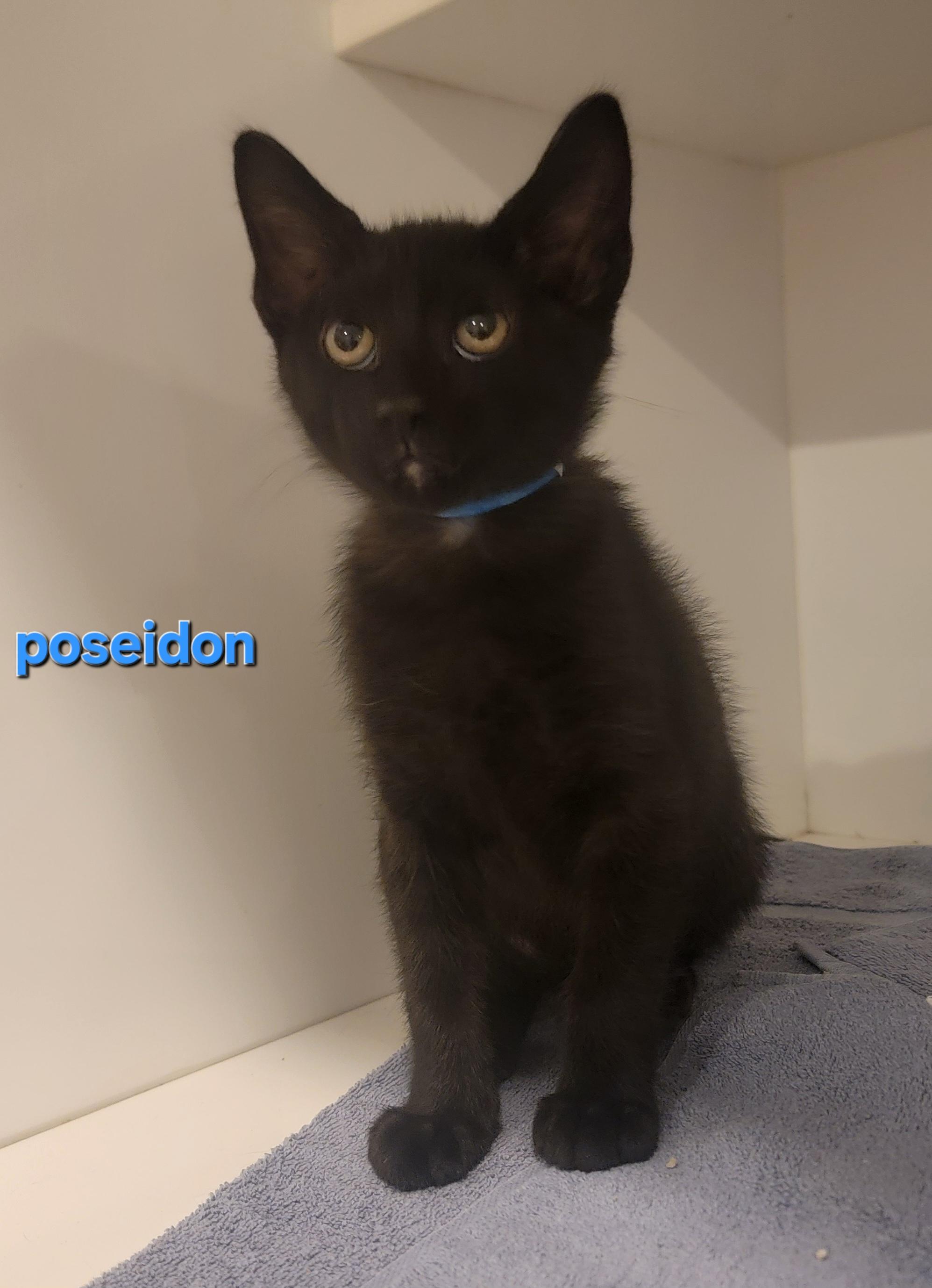 Poseidon, Adoptable, Kitten Male Domestic Short Hair.