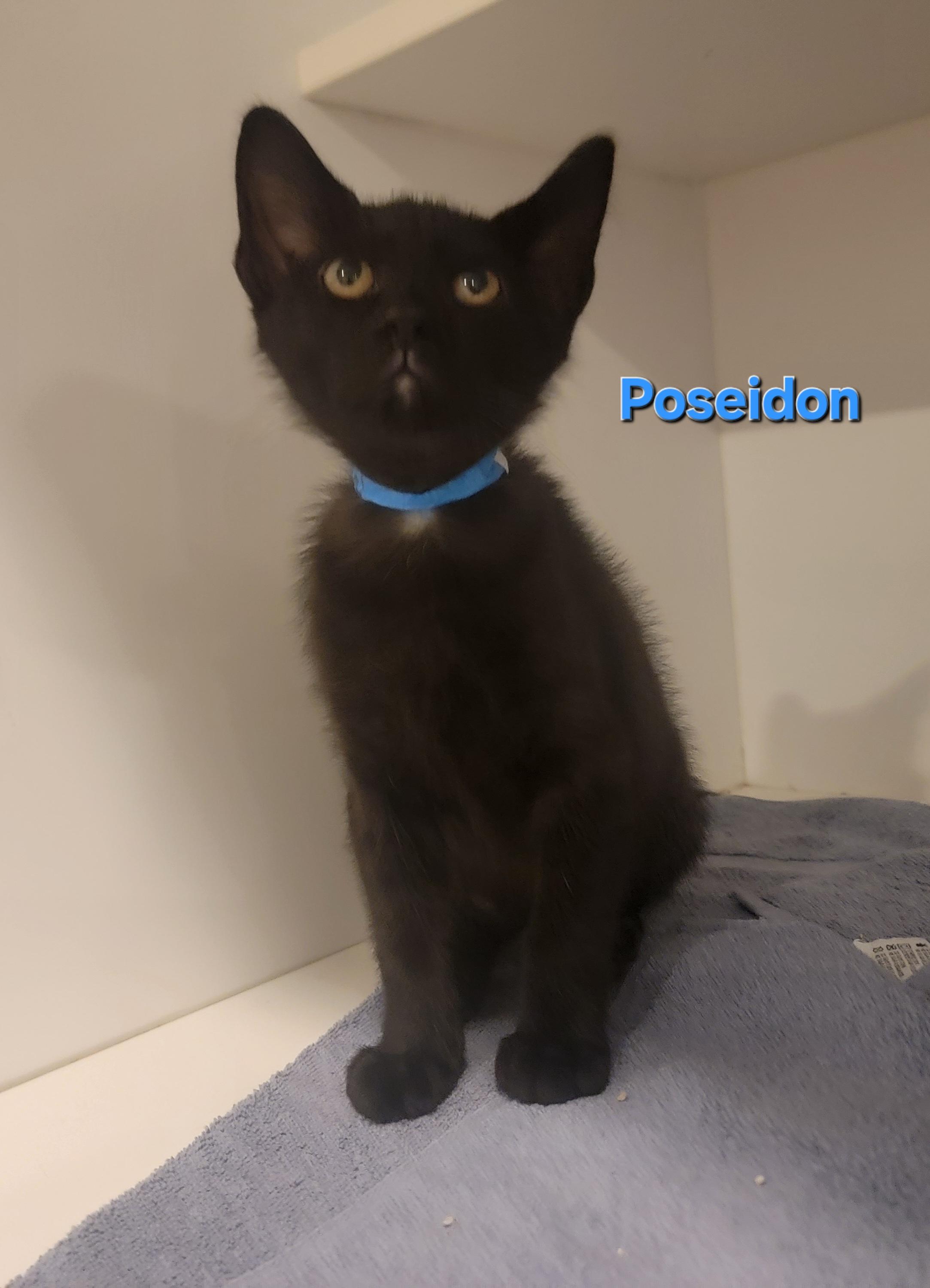 Poseidon, Adoptable, Kitten Male Domestic Short Hair.