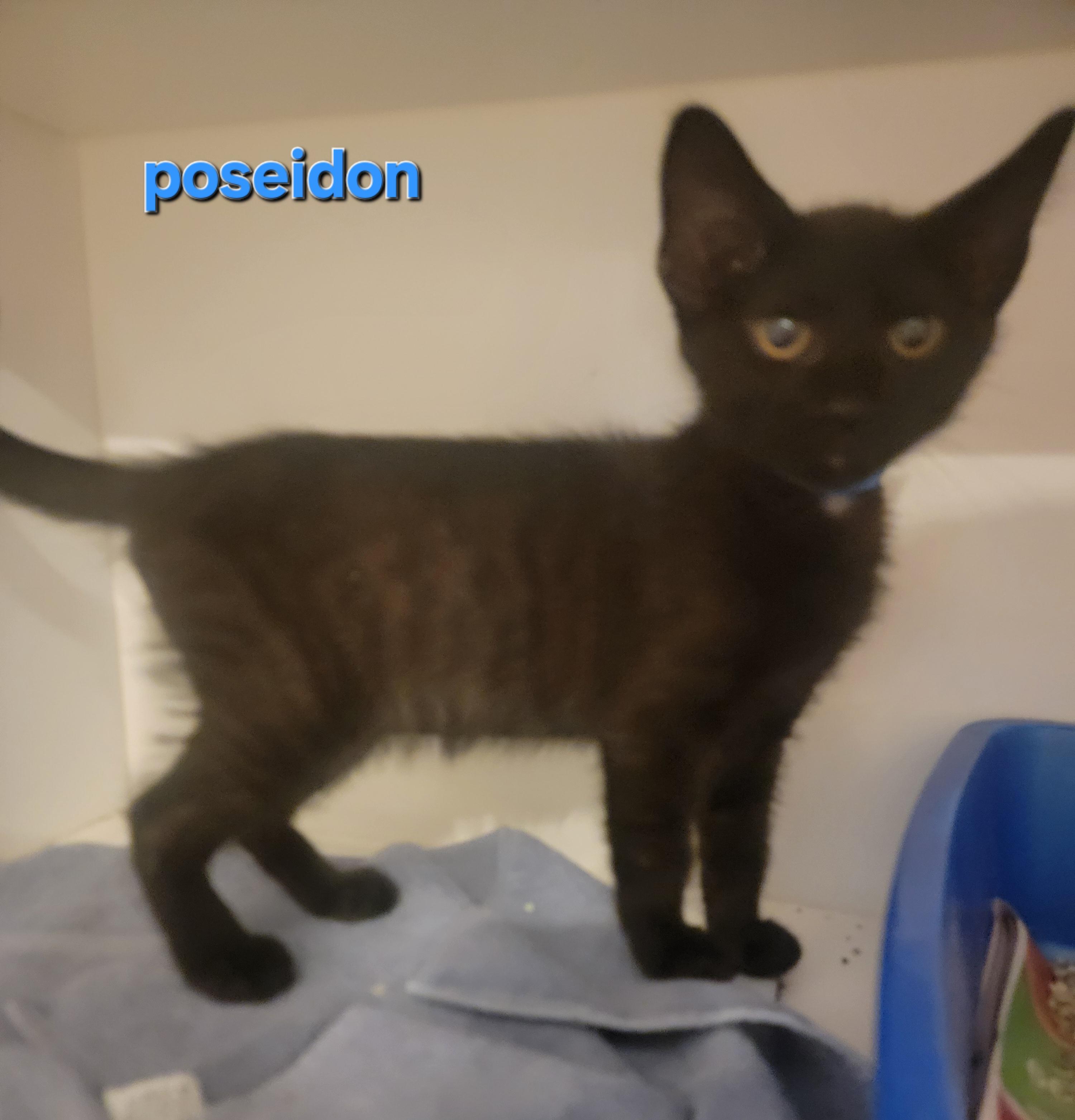 Poseidon, a Adoptable Domestic Short Hair in Blue Springs, MO image 4/6