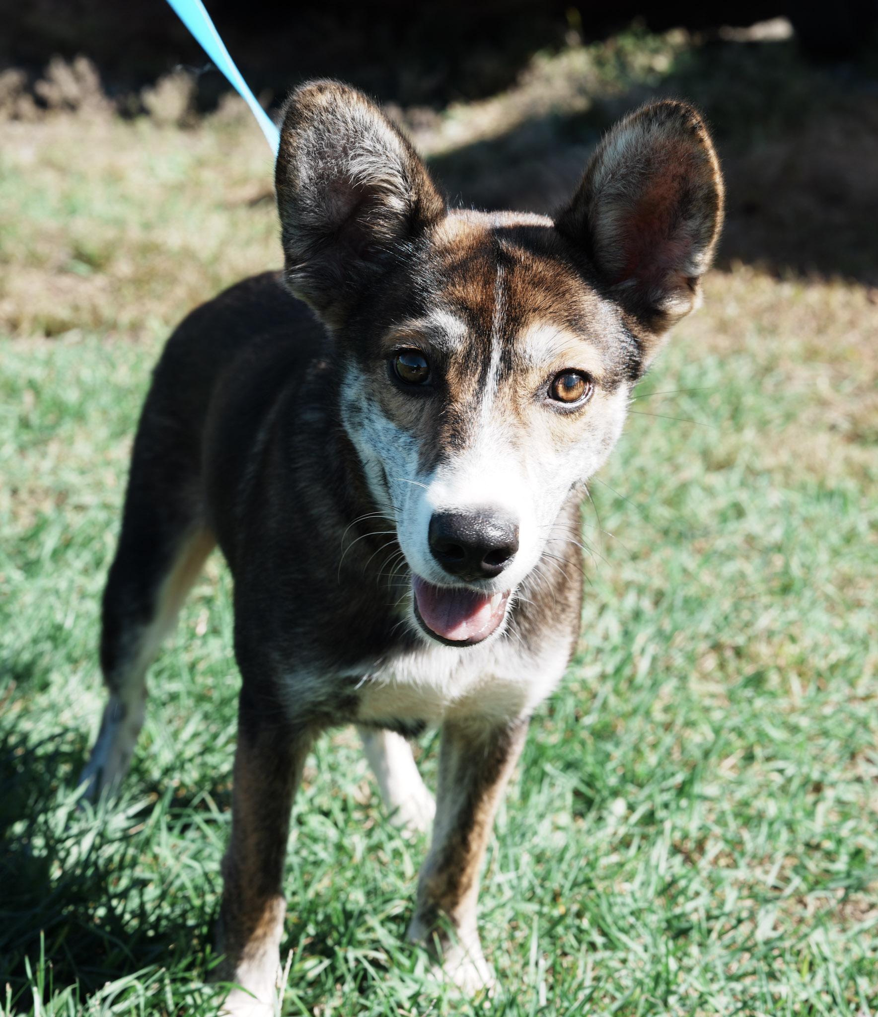 Enlarge Saturn, a Adoptable mixed breed in Wappingers Falls, NY image 3/4