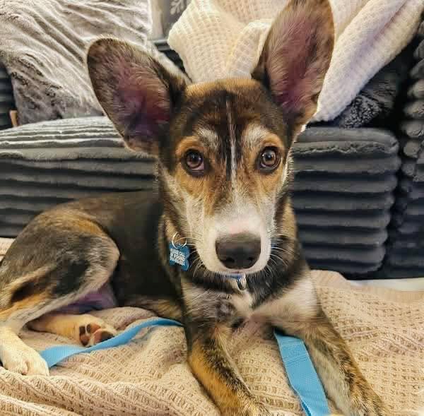 Enlarge Saturn, a Adoptable mixed breed in Wappingers Falls, NY image 2/4