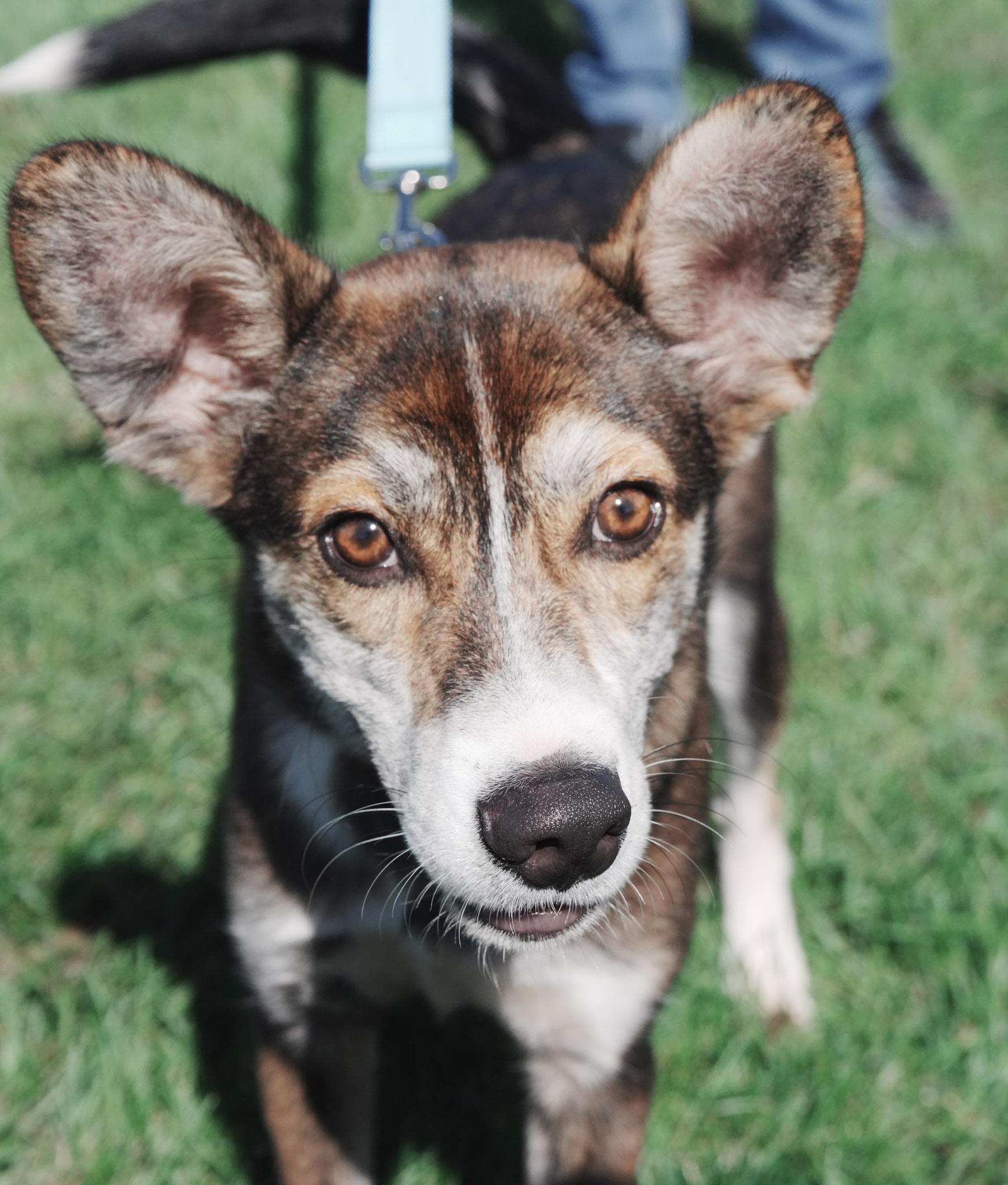 Enlarge Saturn, a Adoptable mixed breed in Wappingers Falls, NY image 1/4