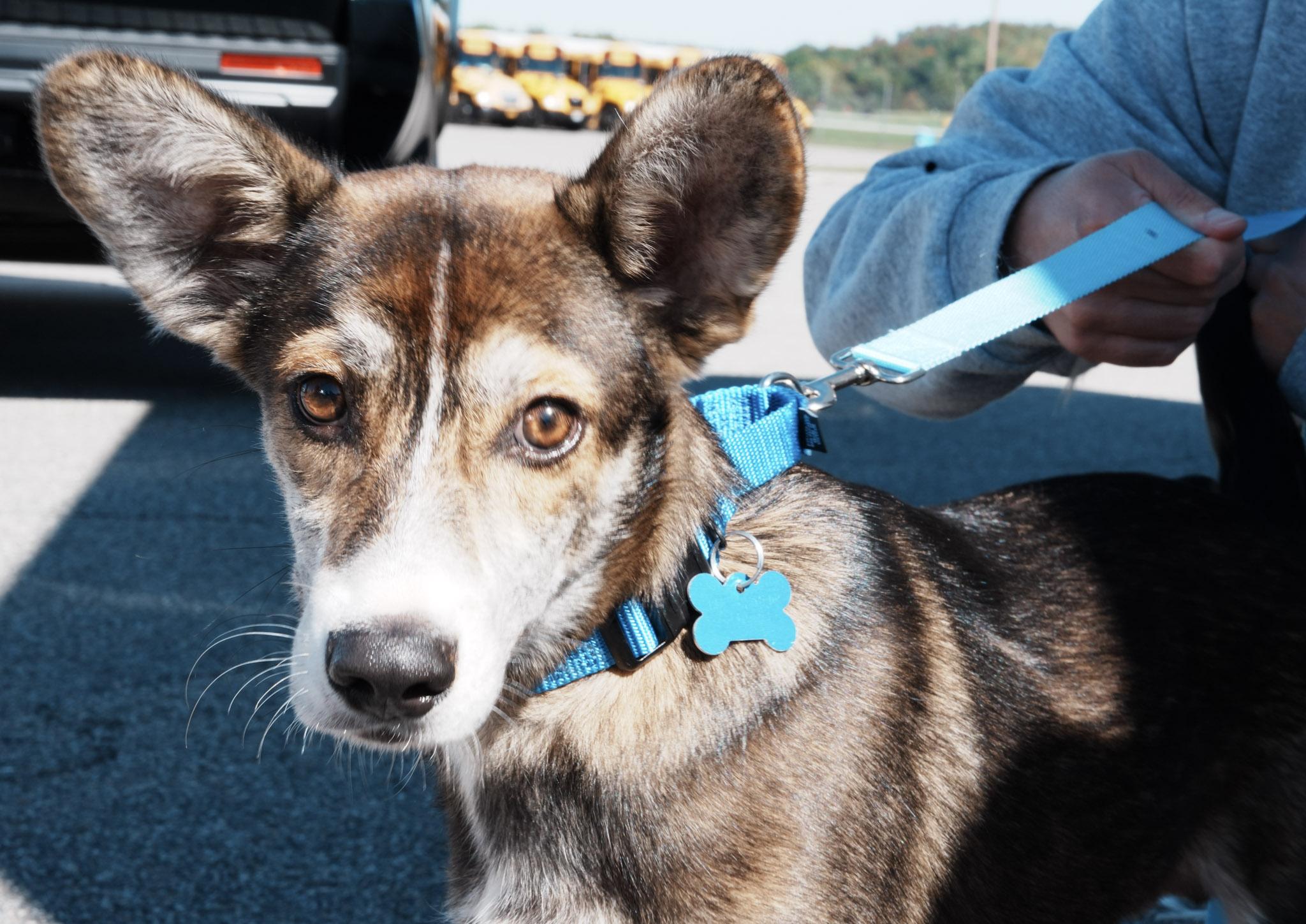 Enlarge Saturn, a Adoptable mixed breed in Wappingers Falls, NY image 4/4