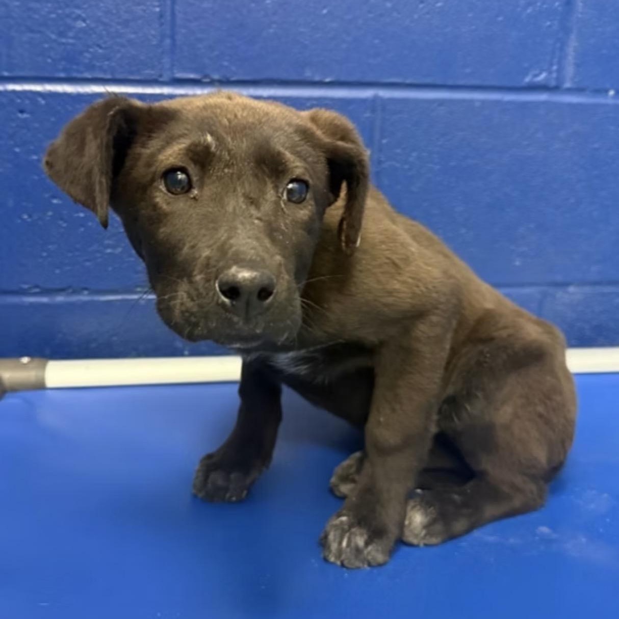 Enlarge Lassie, a ADOPTABLE mixed breed in West Grove, PA image 3/3