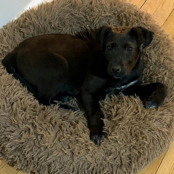 Lassie, ADOPTABLE, Young Female Chocolate Labrador Retriever.
