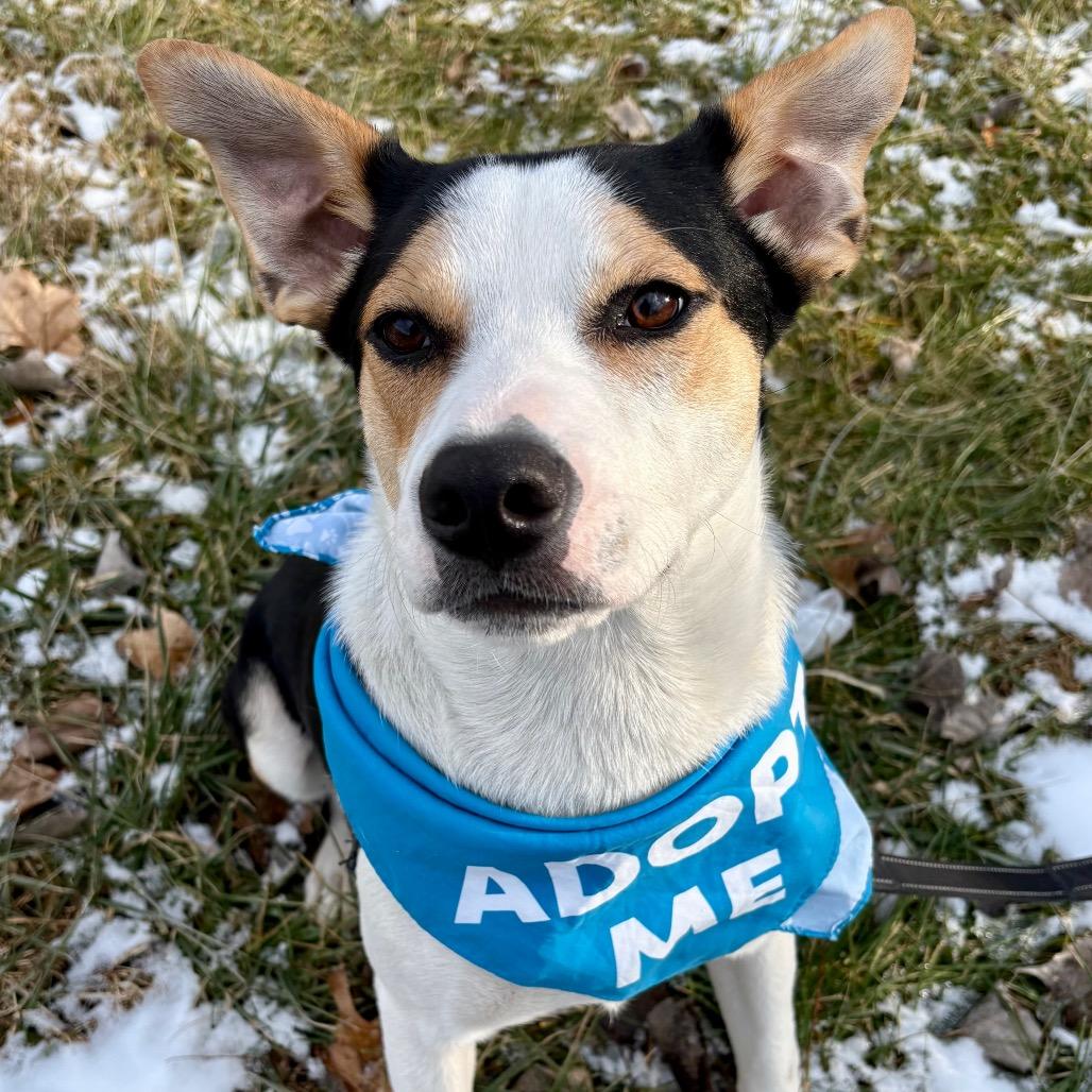 Gravy P4P, Adoptable, Adult Male Beagle.
