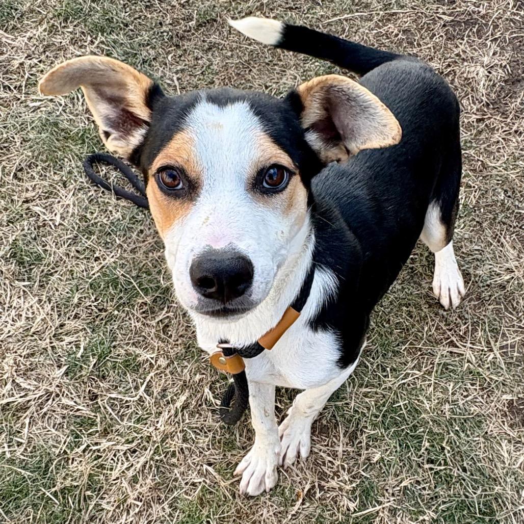 Gravy P4P, Adoptable, Adult Male Beagle.