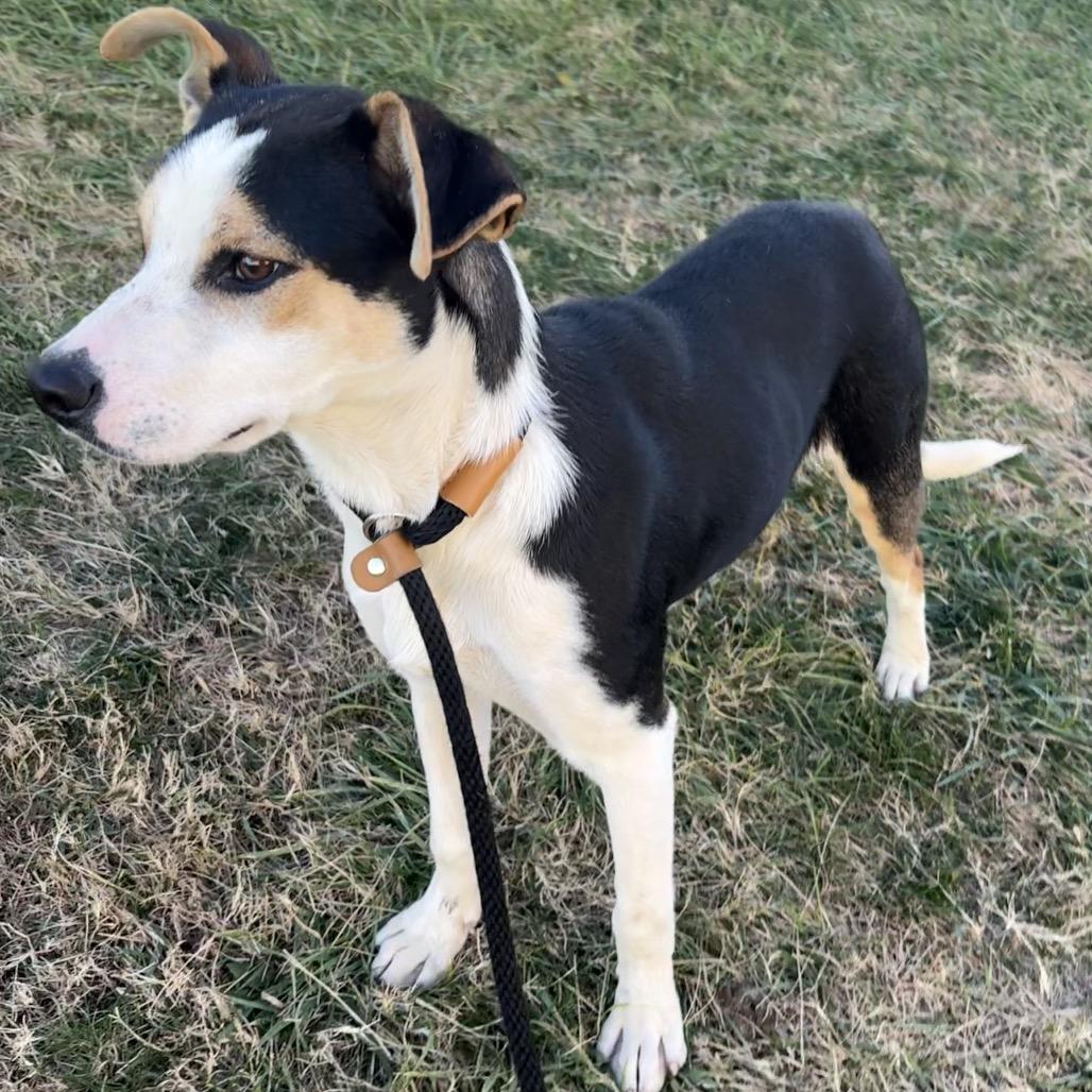 Enlarge Gravy P4P, a Adoptable Beagle in St Joseph, MO image 2/3