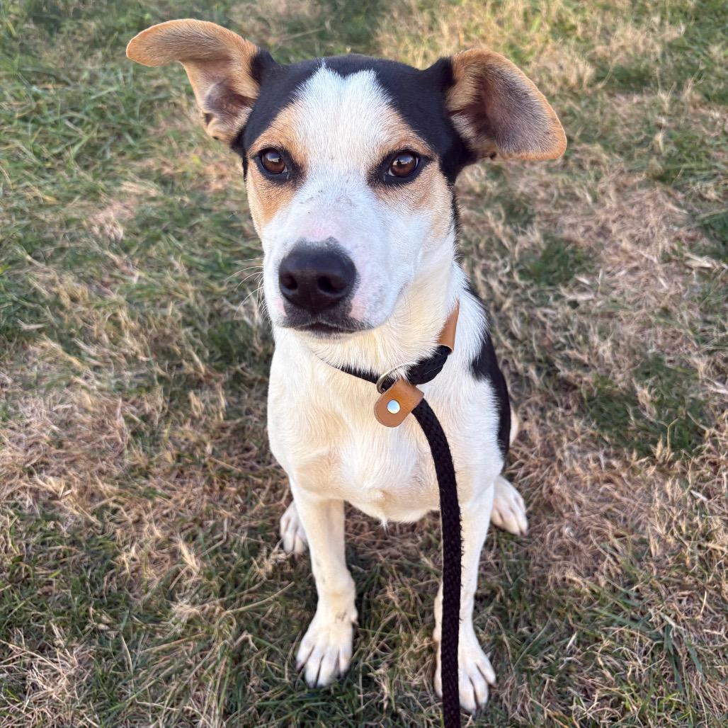 Enlarge Gravy P4P, a Adoptable Beagle in St Joseph, MO image 3/3