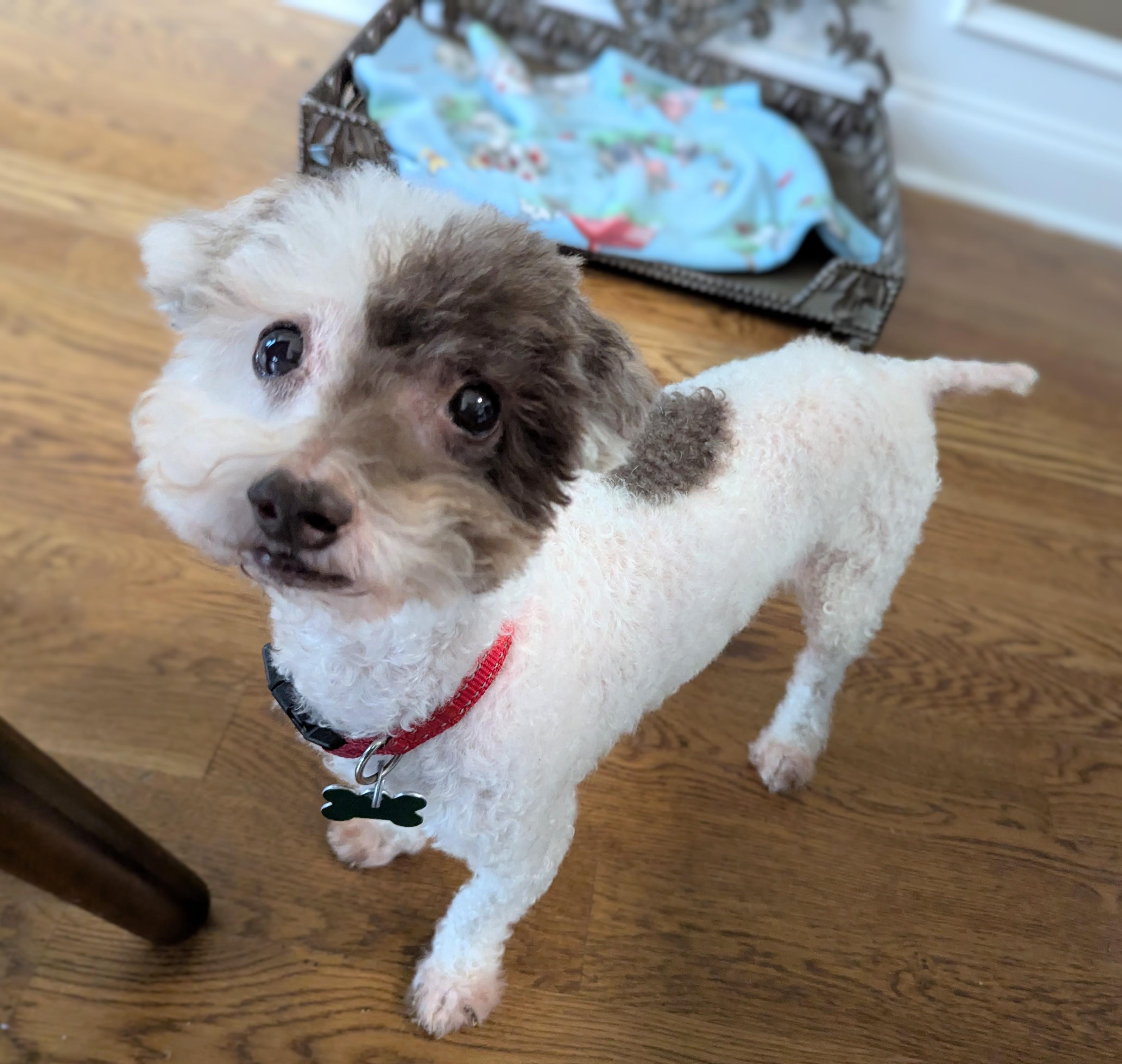 Wellington, ADOPTABLE, Adult Male Miniature Poodle.
