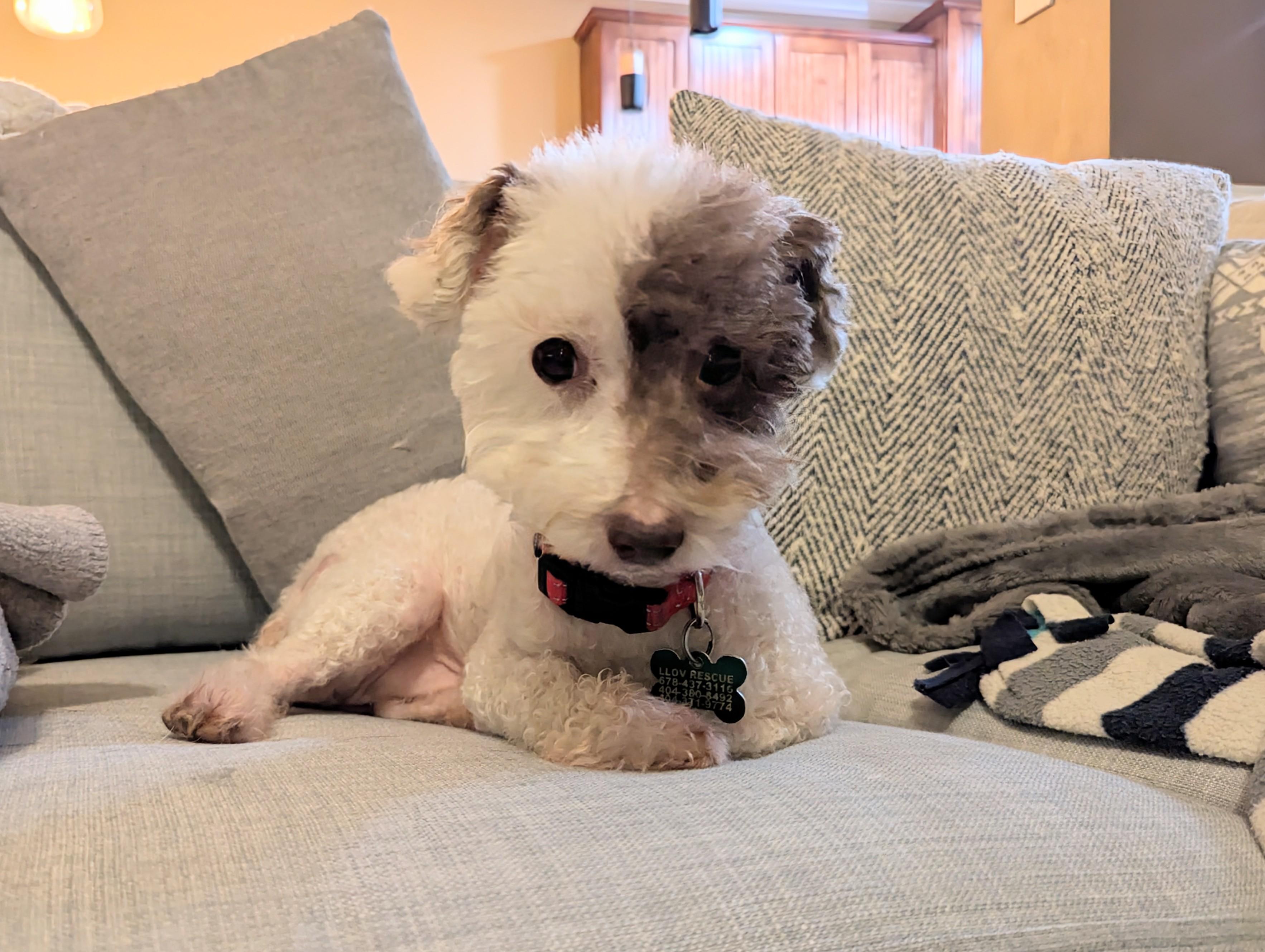 Wellington, a ADOPTABLE mixed breed in East Point, GA image 2/6