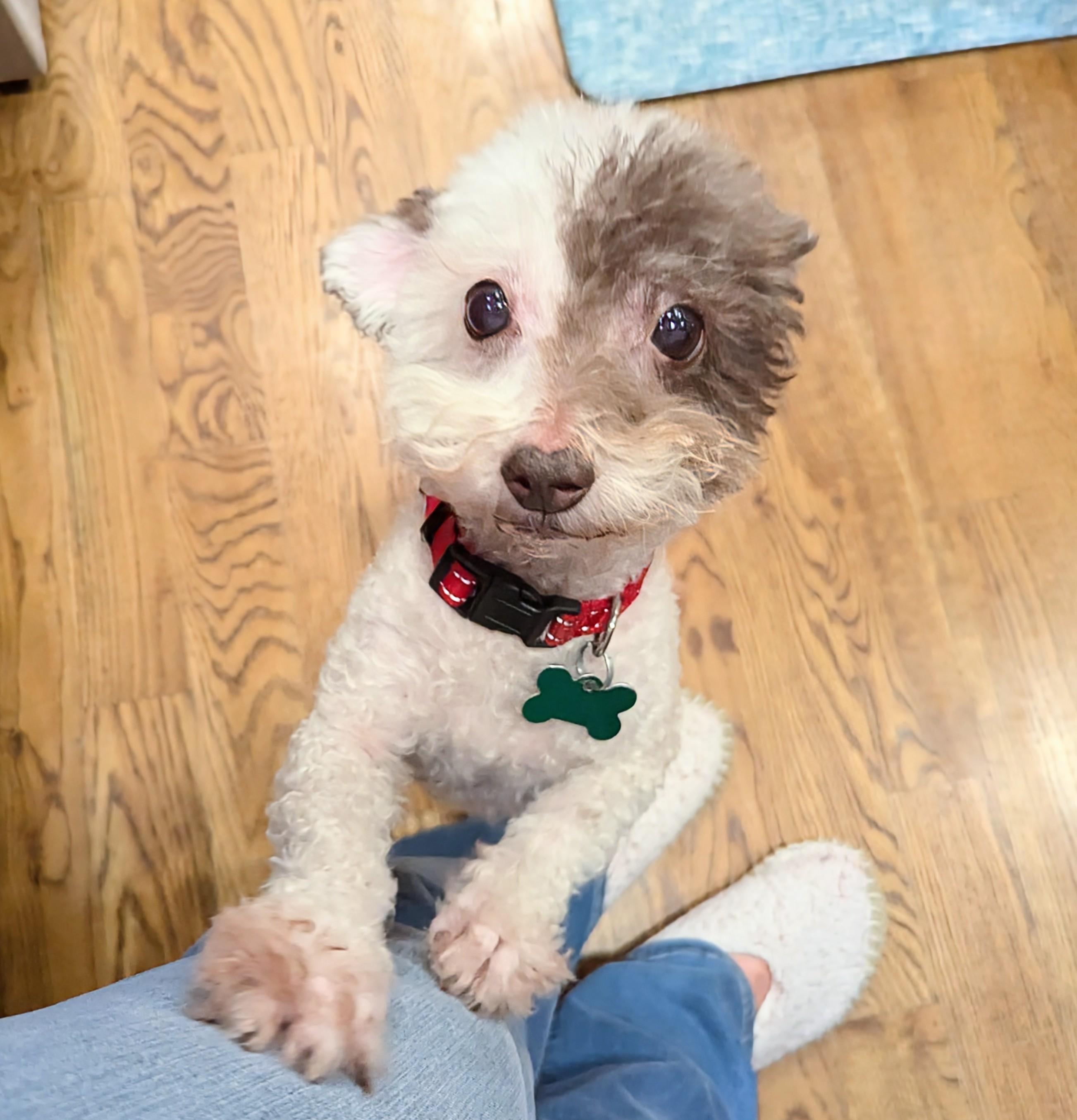 Wellington, a ADOPTABLE mixed breed in East Point, GA image 3/6