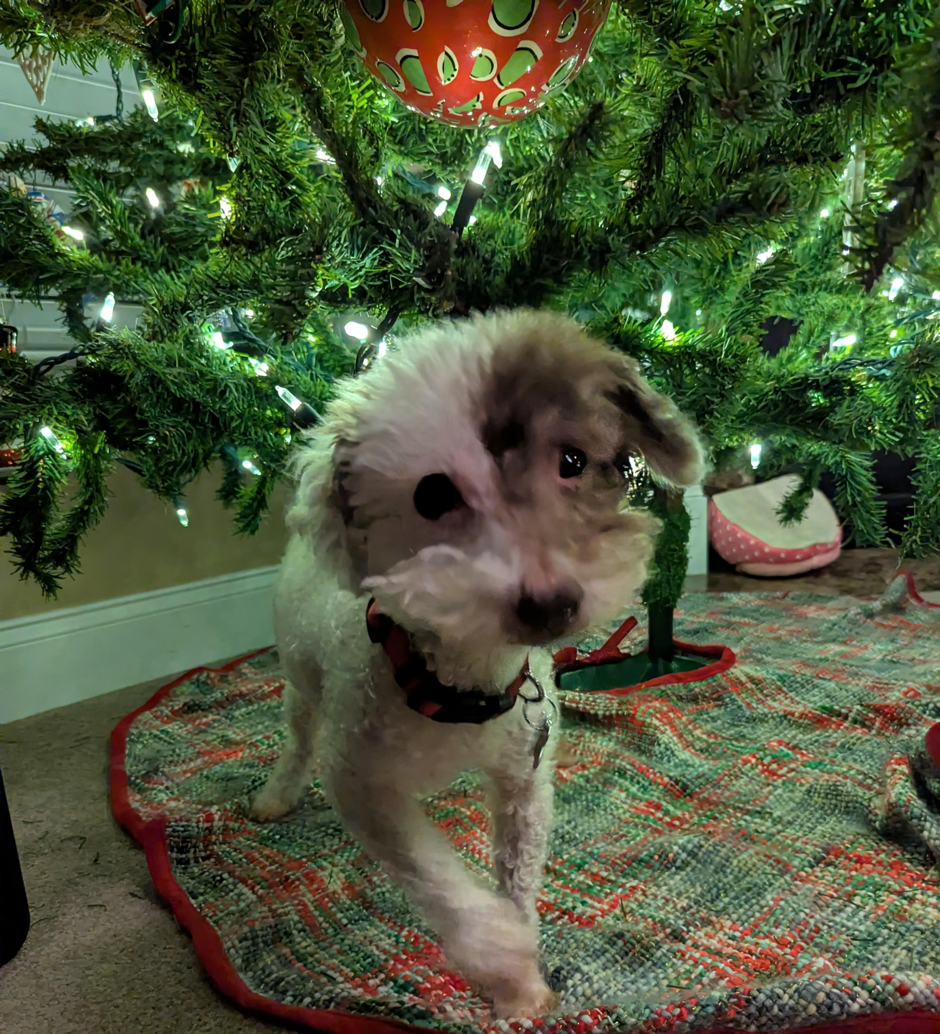 Wellington, a ADOPTABLE mixed breed in East Point, GA image 4/6