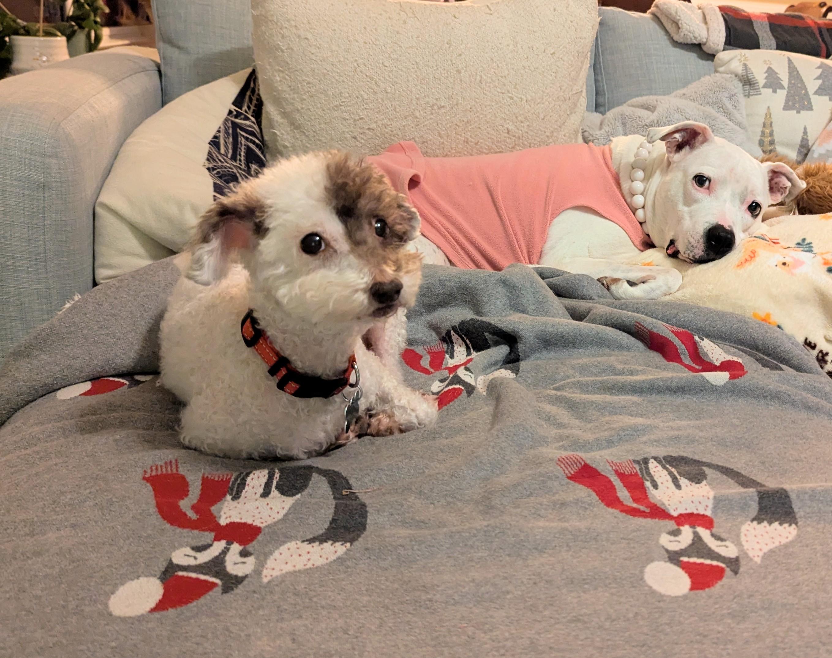 Wellington, a ADOPTABLE mixed breed in East Point, GA image 5/6